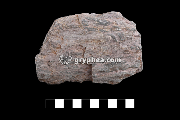 Schiste métamorphique (Brétignolles) - échantillon - gryphea.com